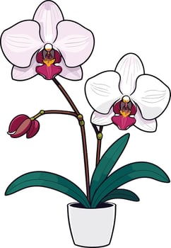 Orchid plant in a white pot with vibrant flowers and green leaves vector