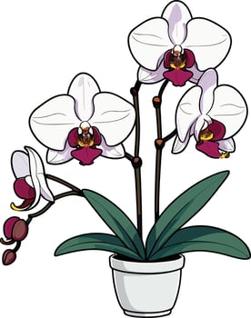 Bright white orchid in a simple pot on a clean background vector