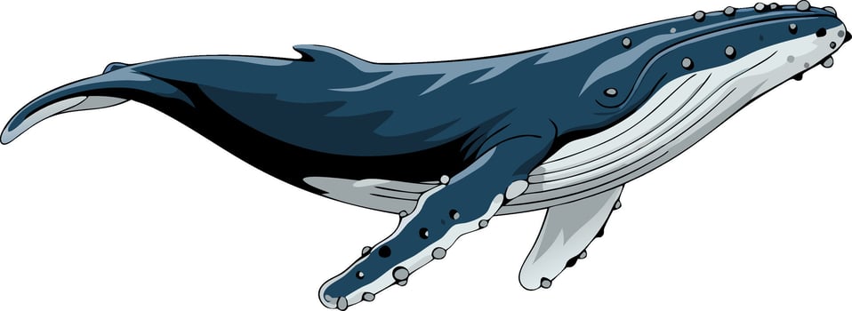 Majestic Humpback Whale Swimming Illustration for Educational and Artistic Use vector