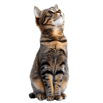 Playful tabby cat sitting and looking up png