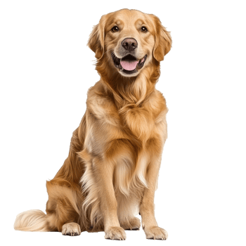 Golden retriever sitting happily and posing png