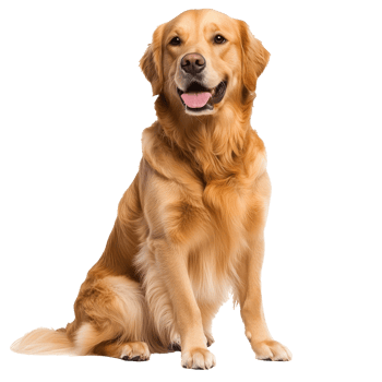 Golden retriever sitting and smiling indoors png