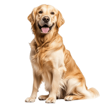 Happy golden retriever on white background png