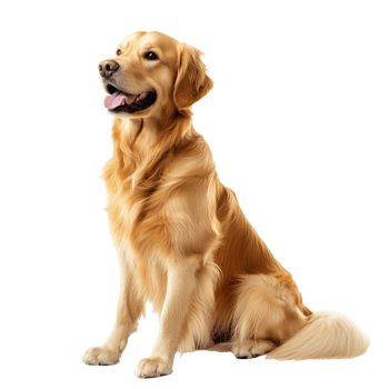 Joyful golden retriever sitting gracefully indoors png