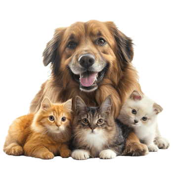 Happy dog poses with playful kittens together png