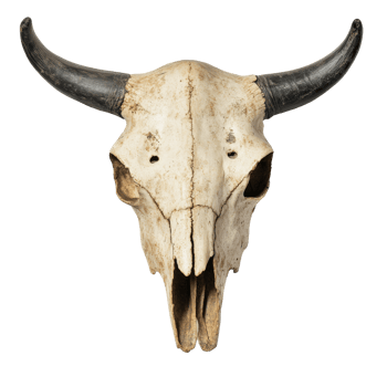 Bull skull with horns on a white background png