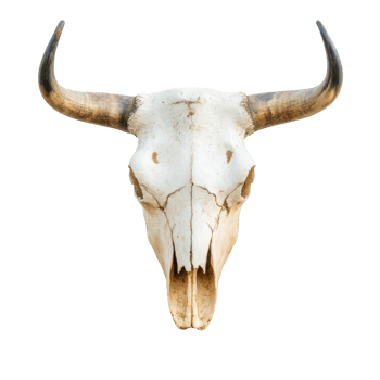 Bull skull with large, visible horns png