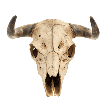 Buffalo skull mounted on a white background png