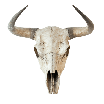 Unique decorative bull skull for ranch style decor png