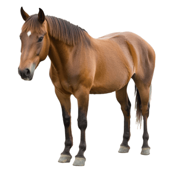 Majestic brown horse standing confidently outdoors png