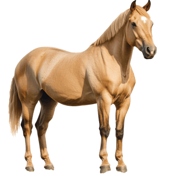 Golden horse standing gracefully outside png