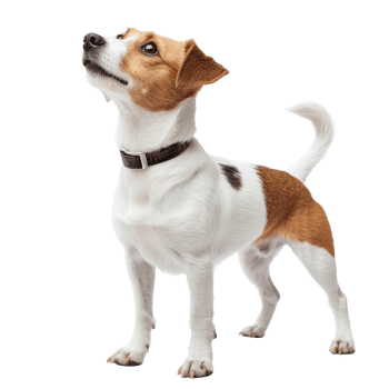 Cute small dog standing and looking upwards png