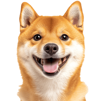 Happy shiba inu with a big smile and bright eyes png