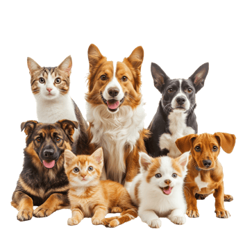 Cute pets together in a joyful gathering at home png