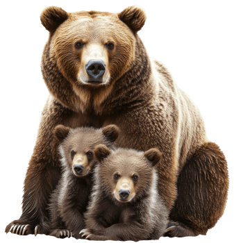 Mother bear with cubs resting in a forest png