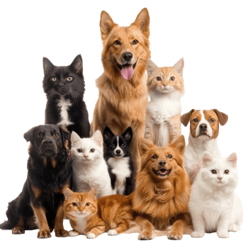 Pets gather together in joyful display png