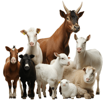 Collection of farm animals standing together png