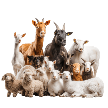 Various farm animals gathered together in a group png