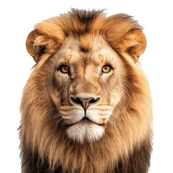 Lion with a stunning mane gazes ahead png