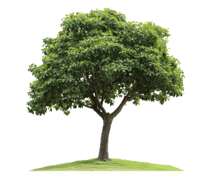 Lush green tree standing on a grassy hill png