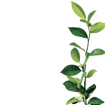 Fresh green plant branch adds life to any space png