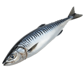 Fresh mackerel ready for preparation and cooking png