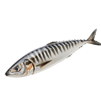 Mackerel fish displayed on a clean surface png