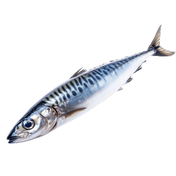 Fresh mackerel ready for preparation and cooking png