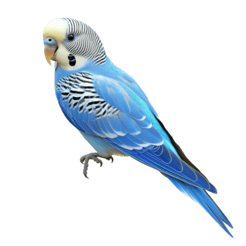 Colorful blue budgerigar perched on a branch png