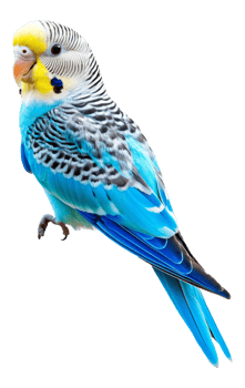 Close up of a colorful blue budgie png