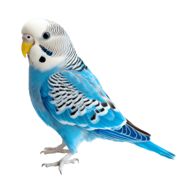 Blue budgie perched elegantly png