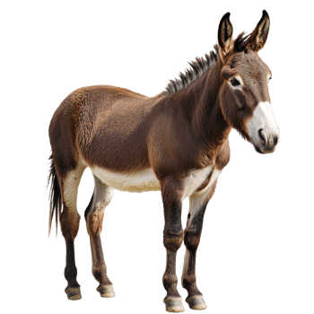Brown donkey standing on white background png