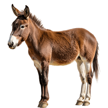 Brown donkey standing in a bright setting png