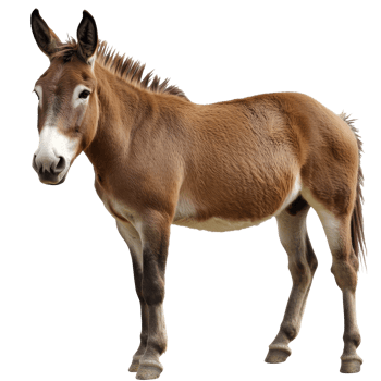 Brown donkey standing in a neutral setting png
