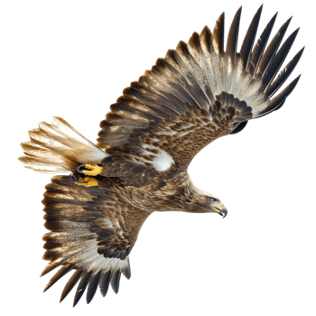 Majestic eagle soaring through clear skies png