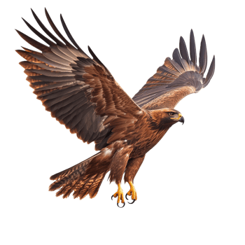 Golden eagle soaring gracefully in bright sky png