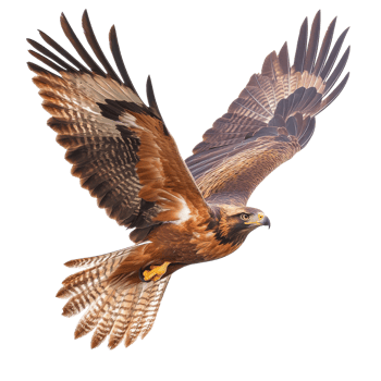 Hawk soaring over a tranquil scene png
