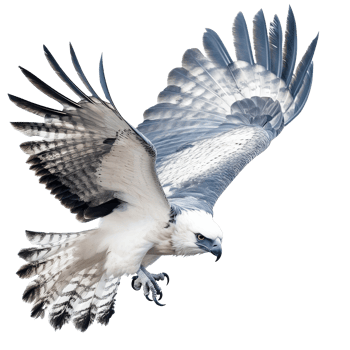 Majestic bird of prey soaring through the sky png