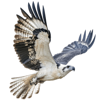 Magnificent bird soaring through clear blue skies png