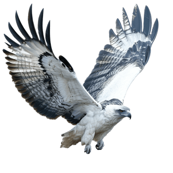 Majestic eagle in flight over a lush landscape png