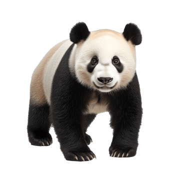 Panda standing in a natural posture in daylight png