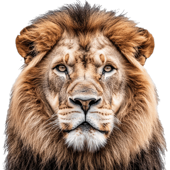 Majestic lion with powerful presence in close up png