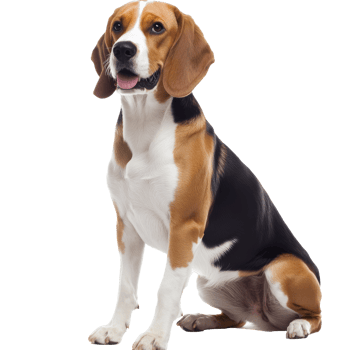 Beagle dog sitting calmly and looking forward png