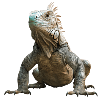 Iguana resting on a rock near water at sunset png