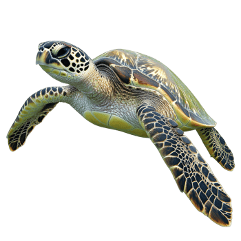 Sea turtle gliding through clear ocean waters png