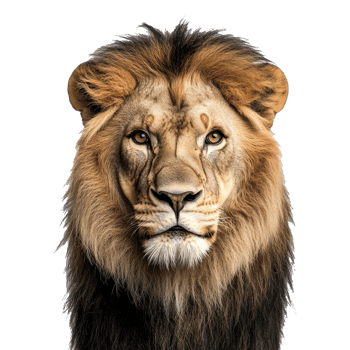Majestic lion staring directly at the viewer png