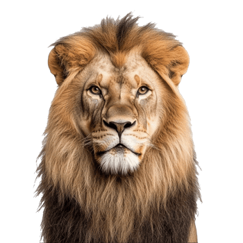 Majestic lion in a portrait setting with focus png