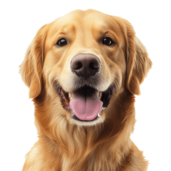 Happy golden retriever with a joyful expression png