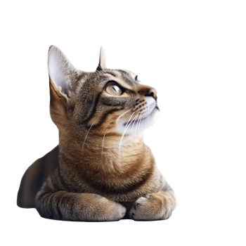 Curious tabby cat gazing thoughtfully outside png