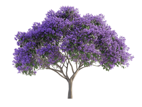Vibrant purple flowering tree with lush leaves png